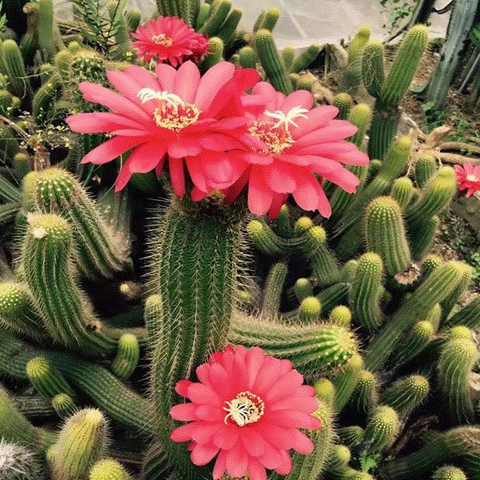 Trichocereus grandiflora