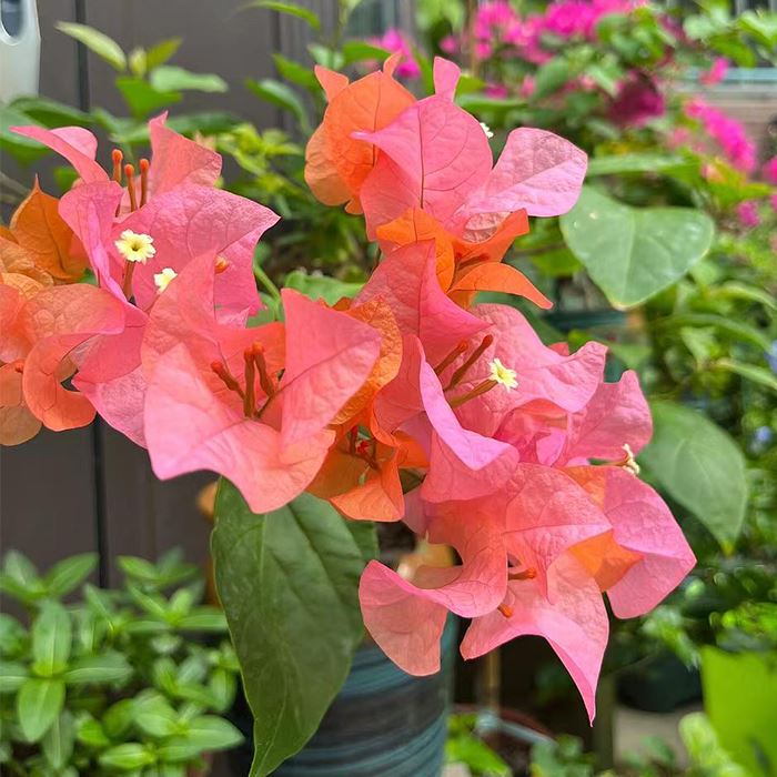 Bougainvillea Ponyo