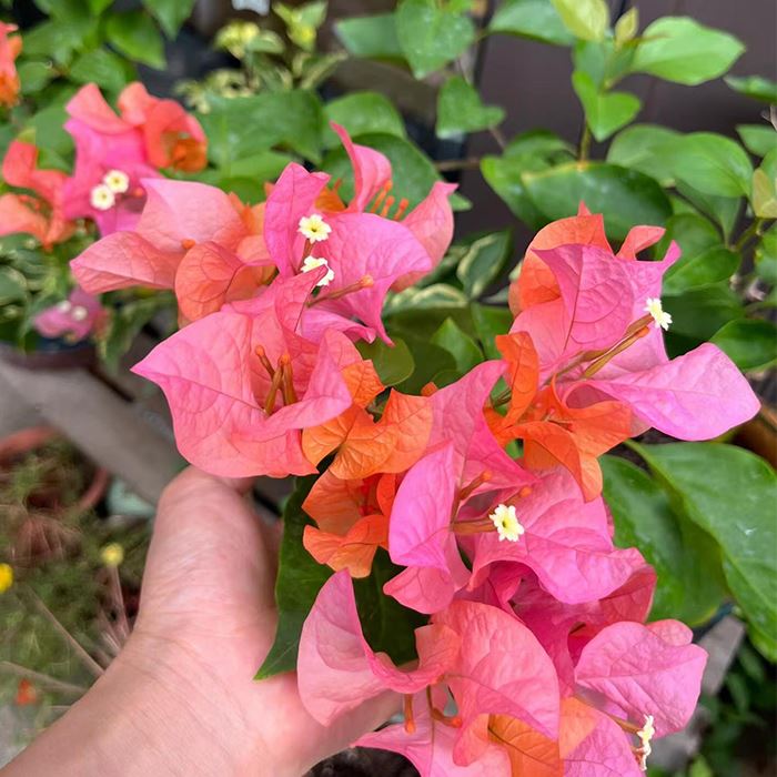 Bougainvillea Ponyo