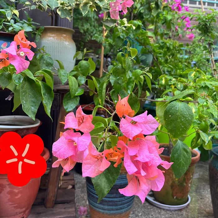 Bougainvillea ponyo
