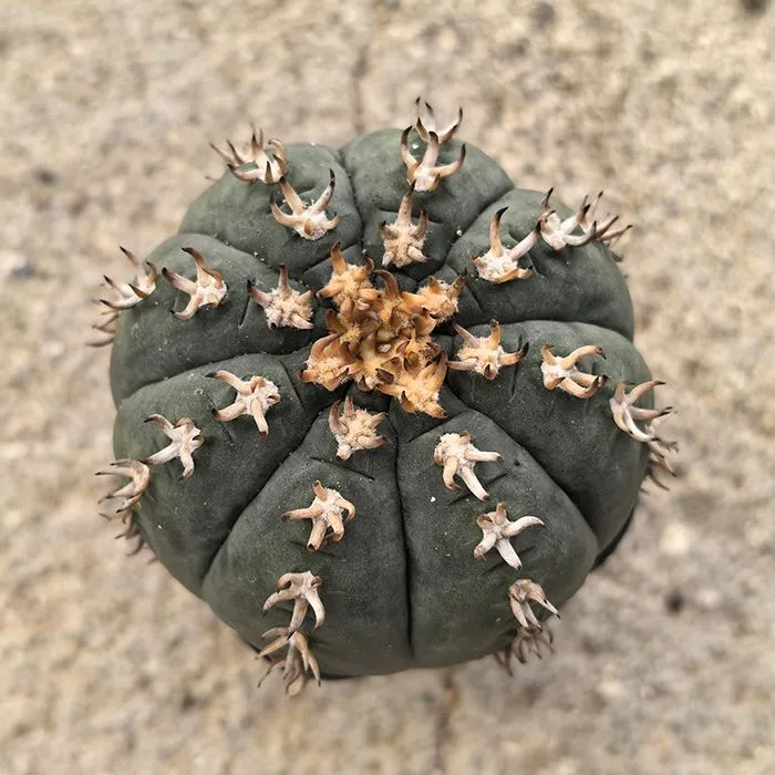 Giomnáisiam spegazzinii var.unguispinum