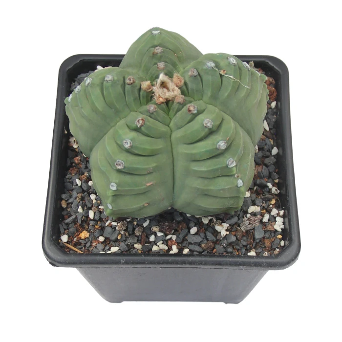 Astrophytum Myriostigma cv Kikko