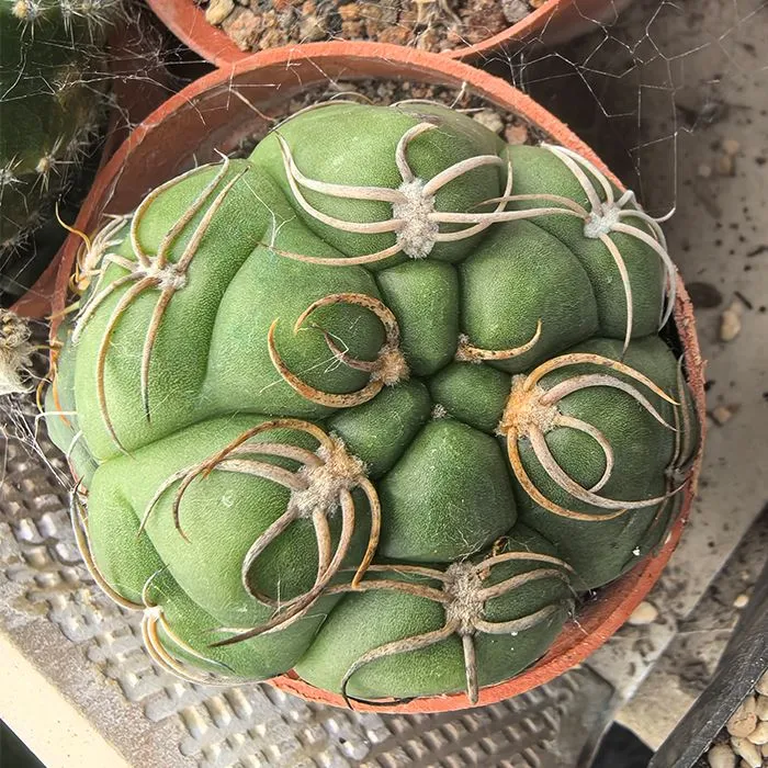 Gymnocalycium Denudatum Cv Kiomaru