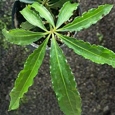 Anthurium Polydactylum
