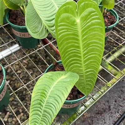 Anthurium Vertichii