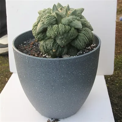 Ariocarpus Retusus CV. Cóilis