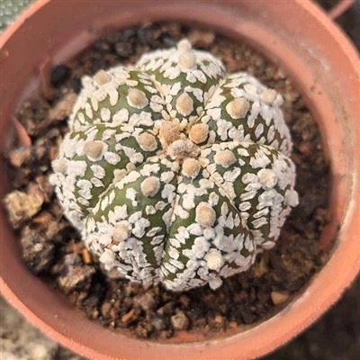 Astrophytum Asterias 'Super Kabuto'