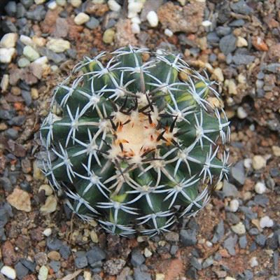 Discocactus Bahiensis Subviridigriseus