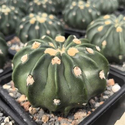 Echinocactus Texensis CV. Togenasi Ayanami