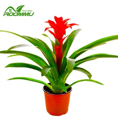 Gléasra Bláthanna Guzmania Allura