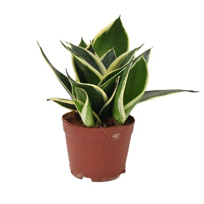 Réalta Dubh Sansevieria Hahnii