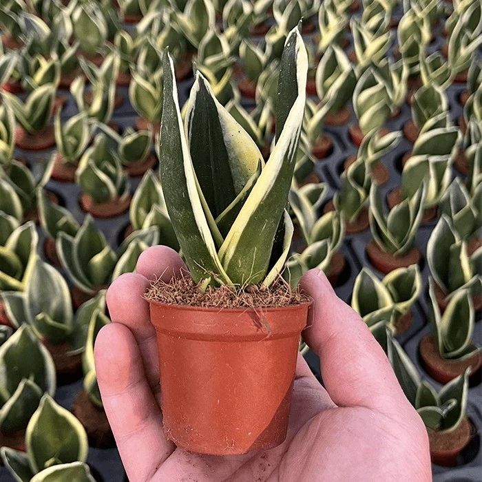 hahnii plant