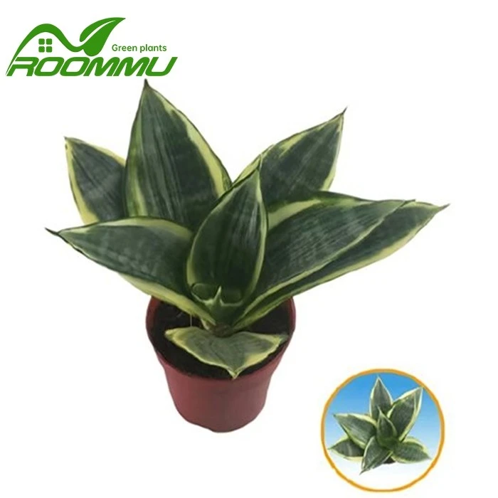 hahnii snake plant