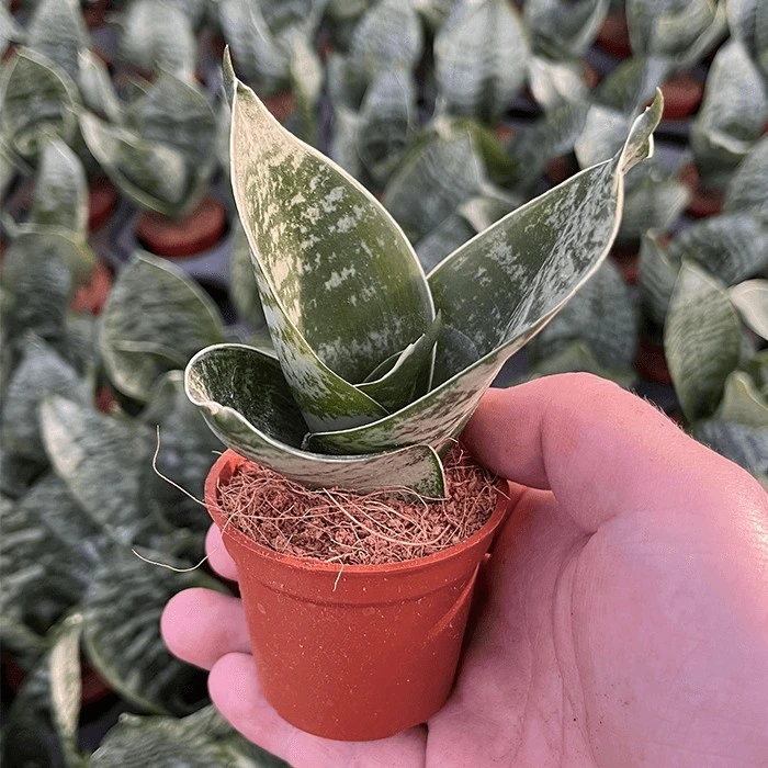 hahnii snake plant care