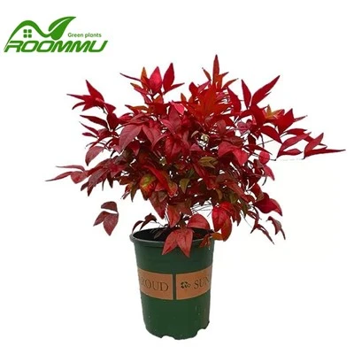 Gléasra Nandina Dóiteáin